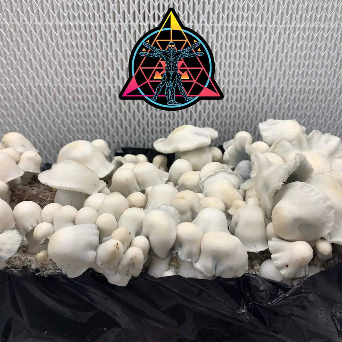 Large flush of AMVP cubensis mushrooms in a tub