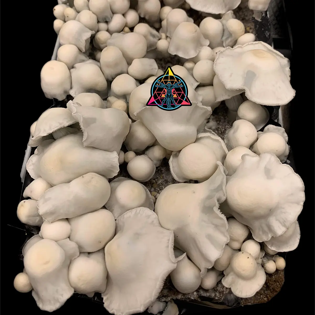 Large flush of AMVP cubensis mushrooms in a tub