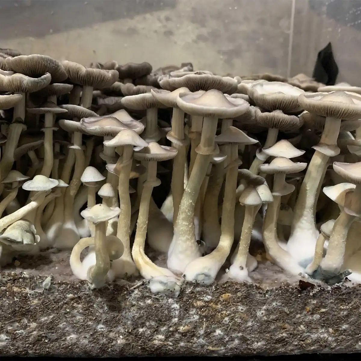 Large flush of Ape Revert cubensis mushrooms in a tub