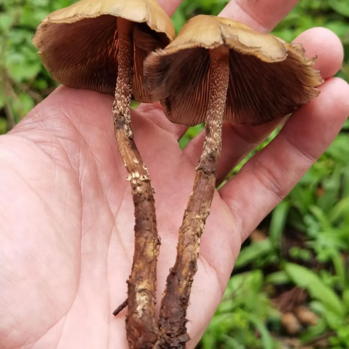 Large flush of psilocybe zapotecorum mushrooms in grass