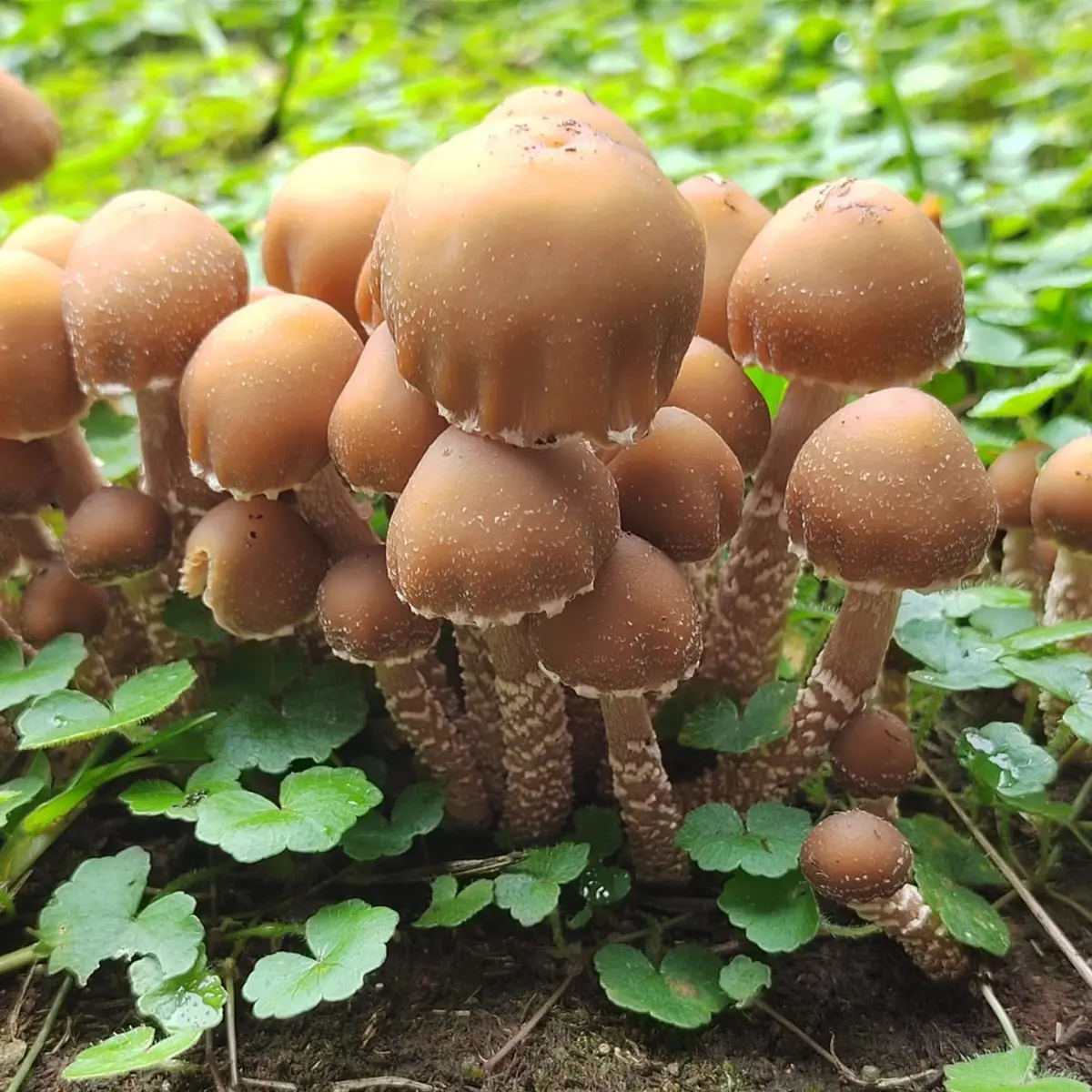 Large flush of psilocybe zapotecorum mushrooms in grass