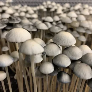 Large flush of panaeolus cyanescens estero mushrooms in a tub