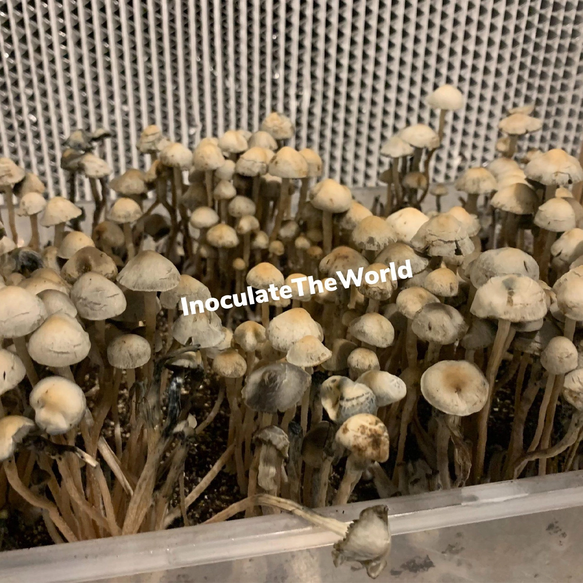 Panaeolus cyanescens Bunnell Isolated Spore Syringe - Image 2
