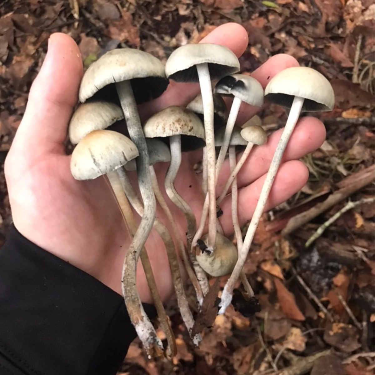 Large flush of panaeolus cyanescens debary mushrooms in dung