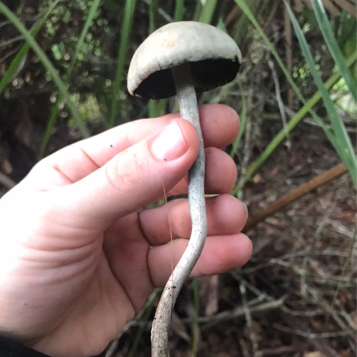 Large flush of panaeolus cyanescens debary mushrooms in dung