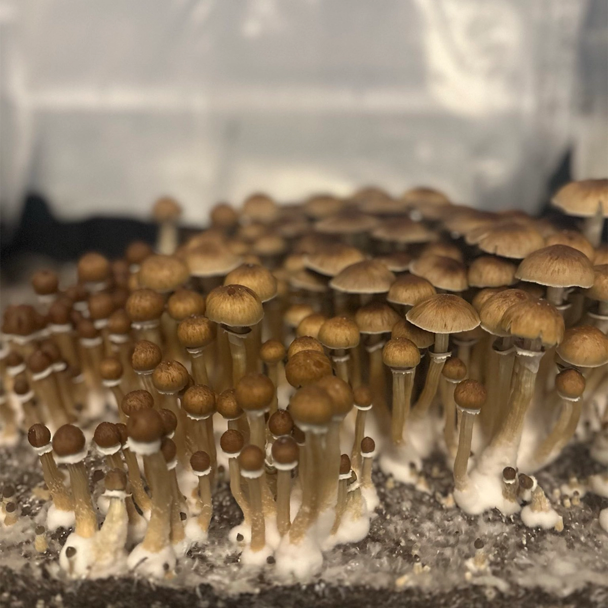 Large flush of african transkei mushrooms in a tub
