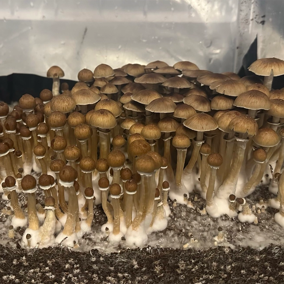 Large flush of african transkei mushrooms in a tub