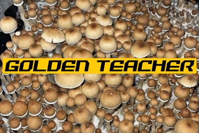 Golden Teacher mushrooms growing out of a substrate block