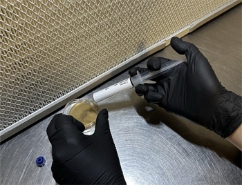 Two gloved hands dripping spore solution on ajar