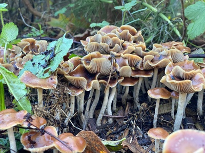 Psilocybe cyanescens foraged by Inoculate the World near Seattle, WA