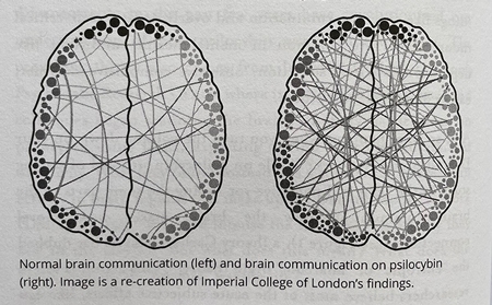 Your Psilocybin Mushroom Companion brain image