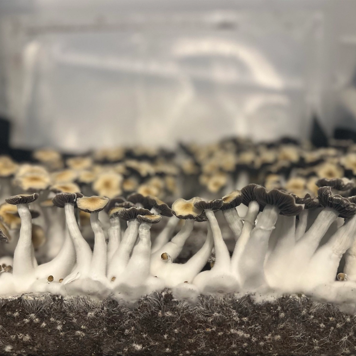 Large flush of leng isolated spore syringe cubensis mushrooms in a tub