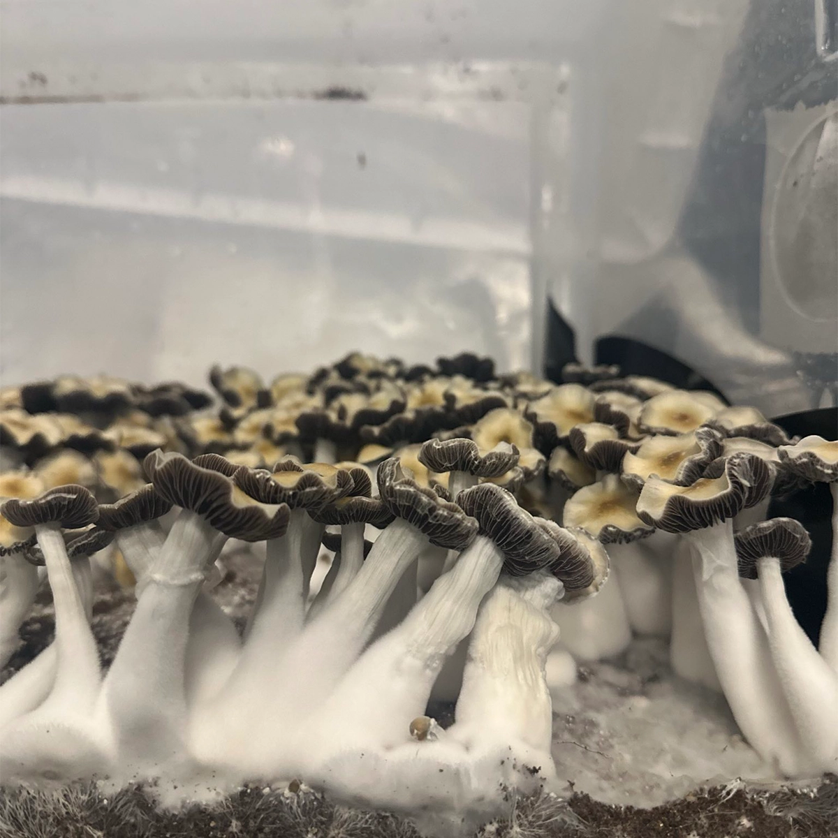 Large flush of leng isolated spore syringe cubensis mushrooms in a tub