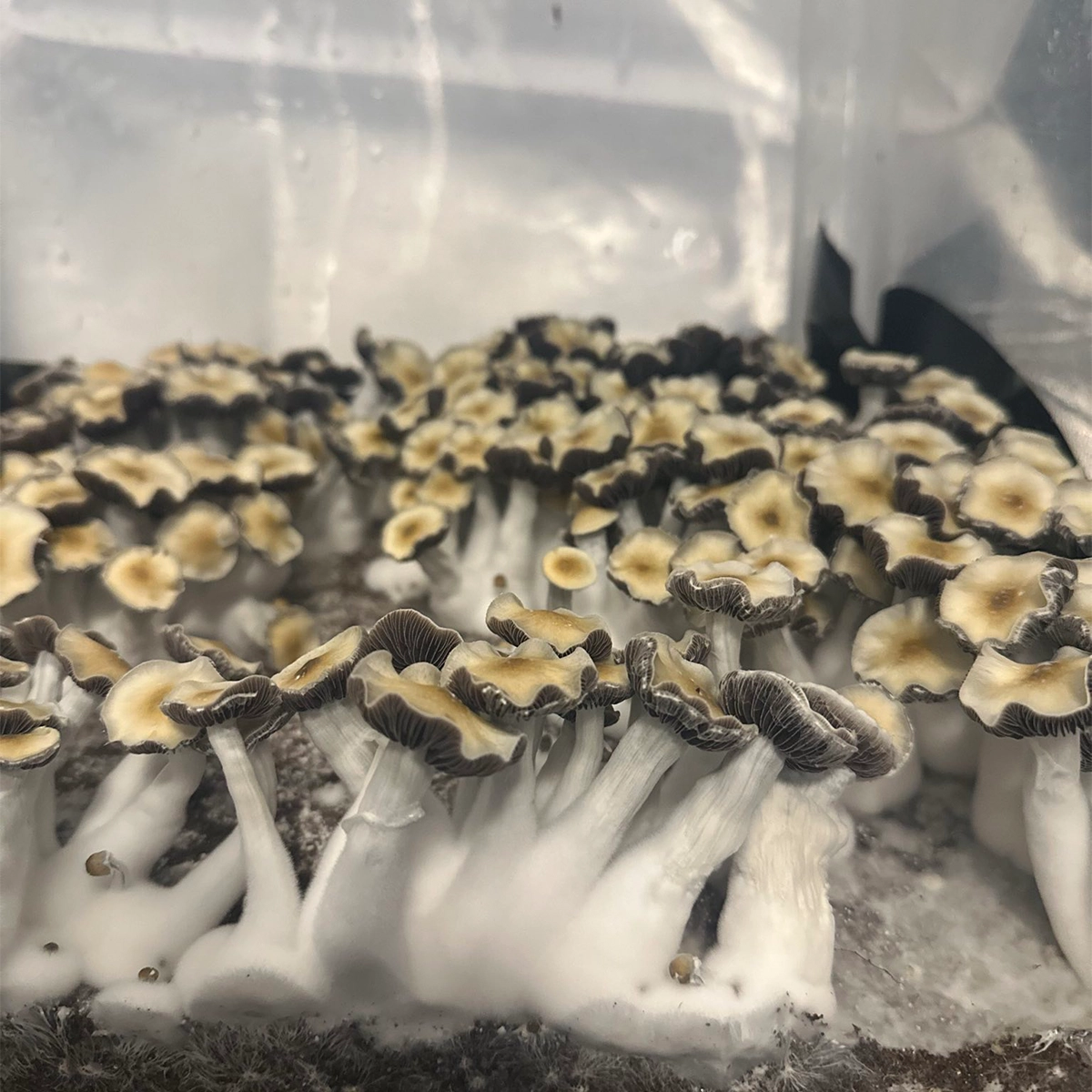 Large flush of leng isolated spore syringe cubensis mushrooms in a tub