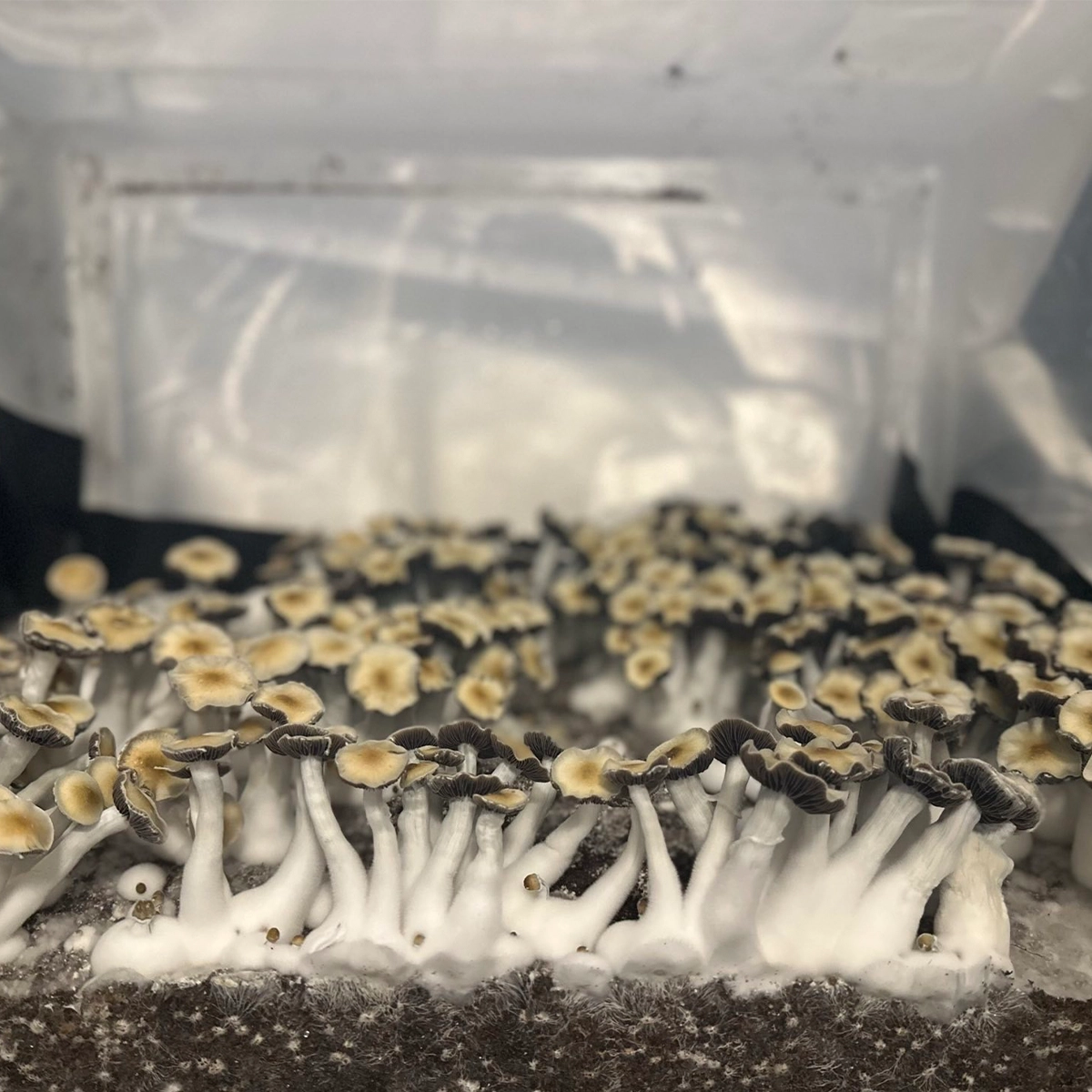 Large flush of leng isolated spore syringe cubensis mushrooms in a tub