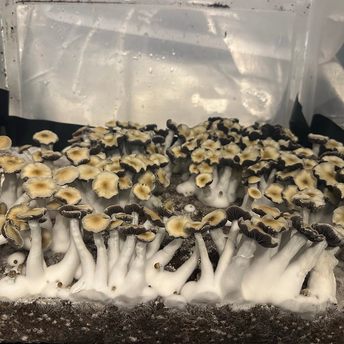 Large flush of leng isolated spore syringe cubensis mushrooms in a tub