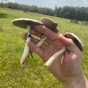 Tosohatchee cubensis foraged by us in Christmas, Florida