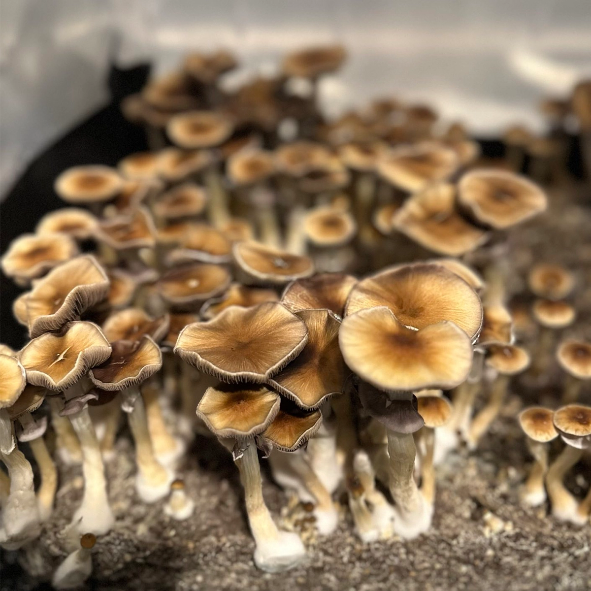 Huautla cubensis mushrooms growing in a tub