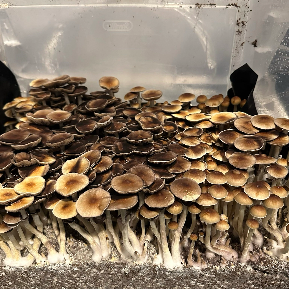 burma cubensis mushroom spores in a tub