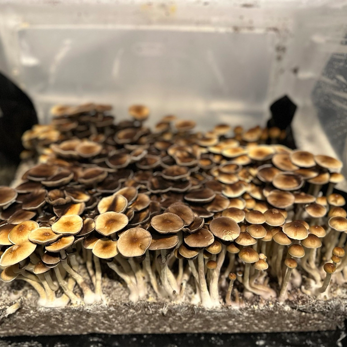 Burma Cubensis Spore Syringe - Image 2