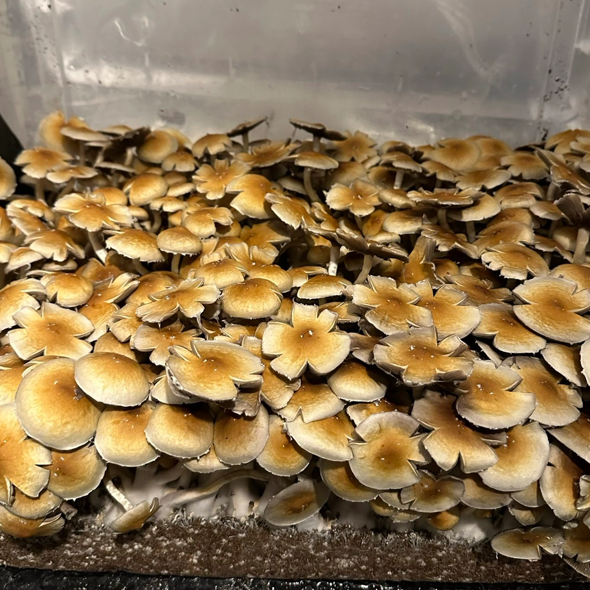 Dominican Republic Cubensis Isolated Spore Syringe - Image 14