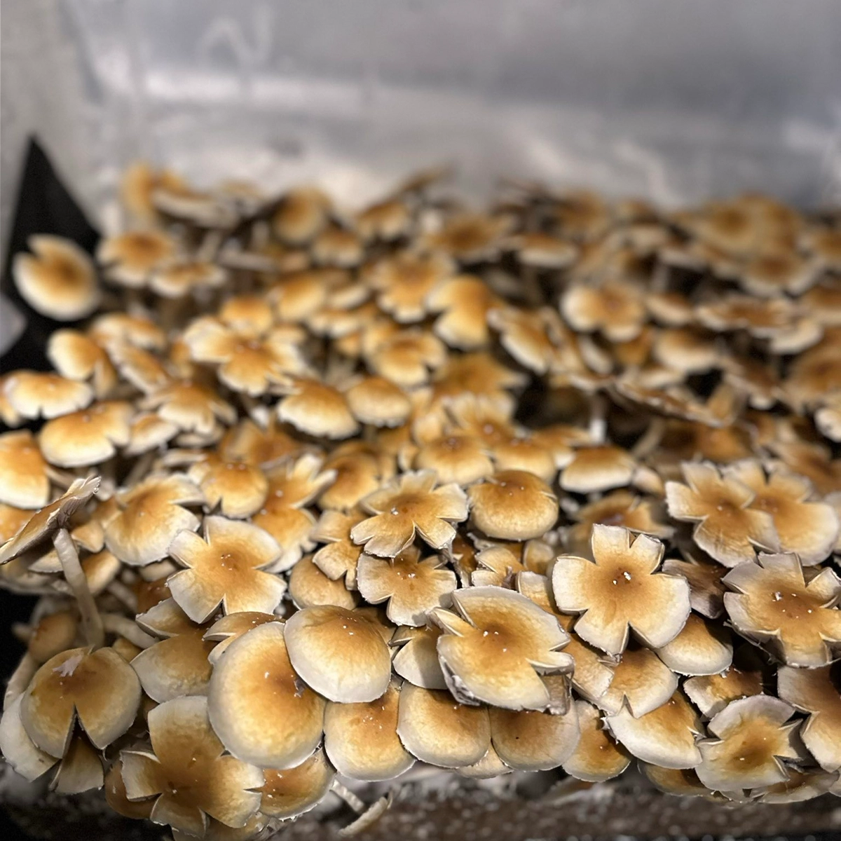 Dominican Republic Cubensis Isolated Spore Syringe - Image 13