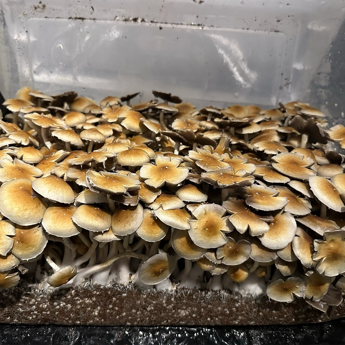 Dominican Republic Cubensis Isolated Spore Syringe - Image 2