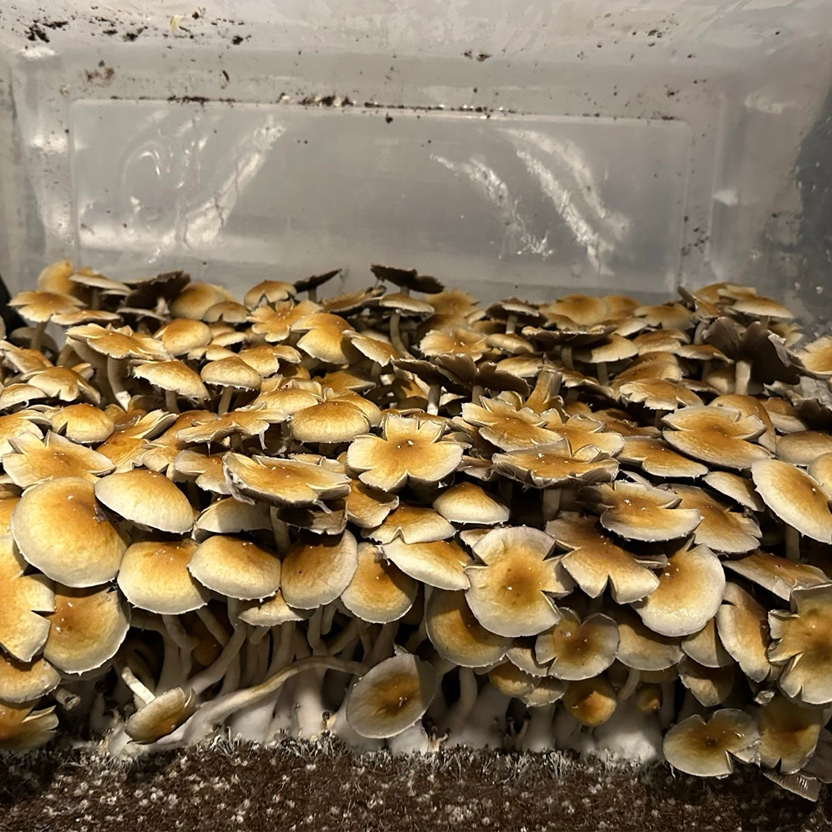 Dominican Republic Cubensis Isolated Spore Syringe - Image 3