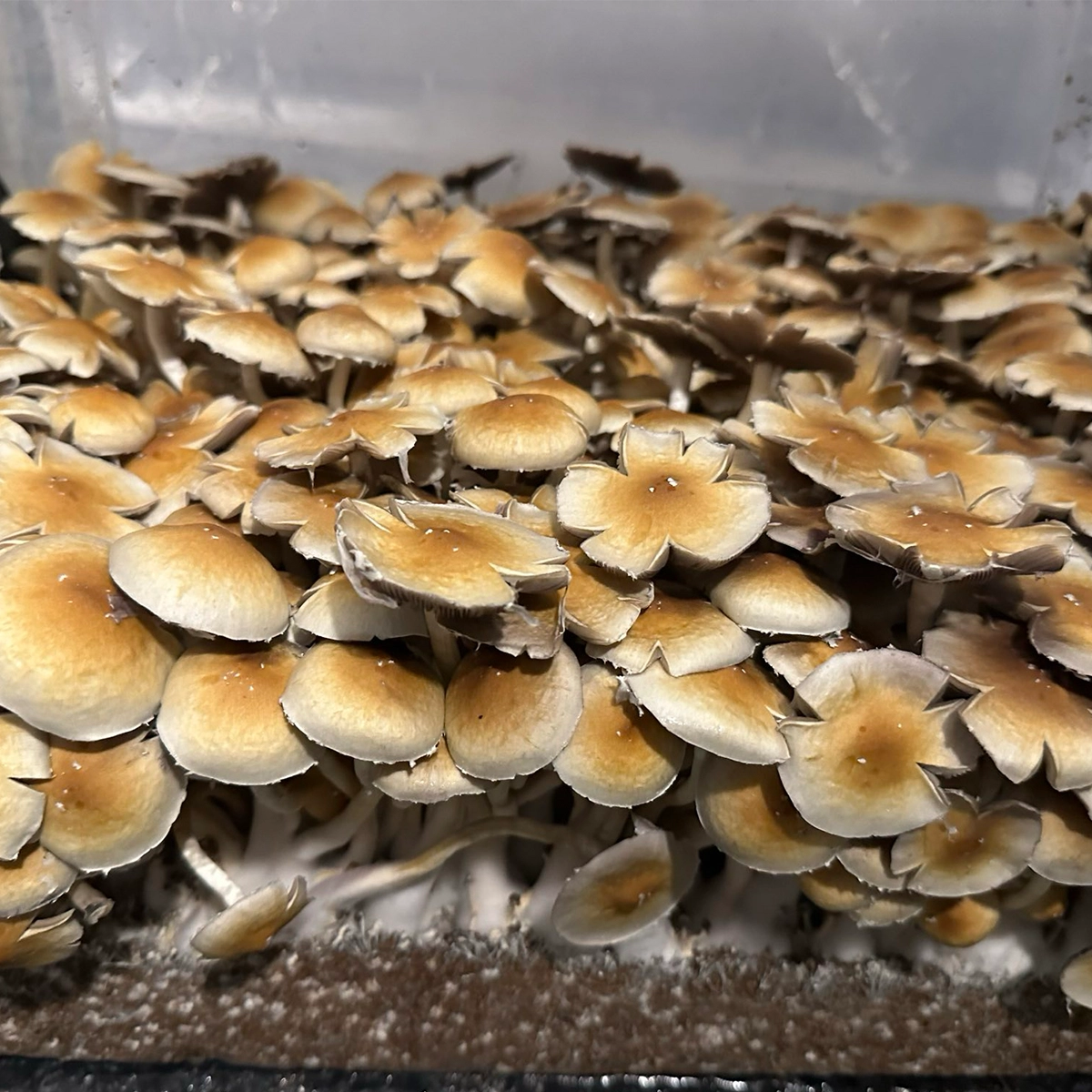 Dominican Republic Cubensis Isolated Spore Syringe - Image 4