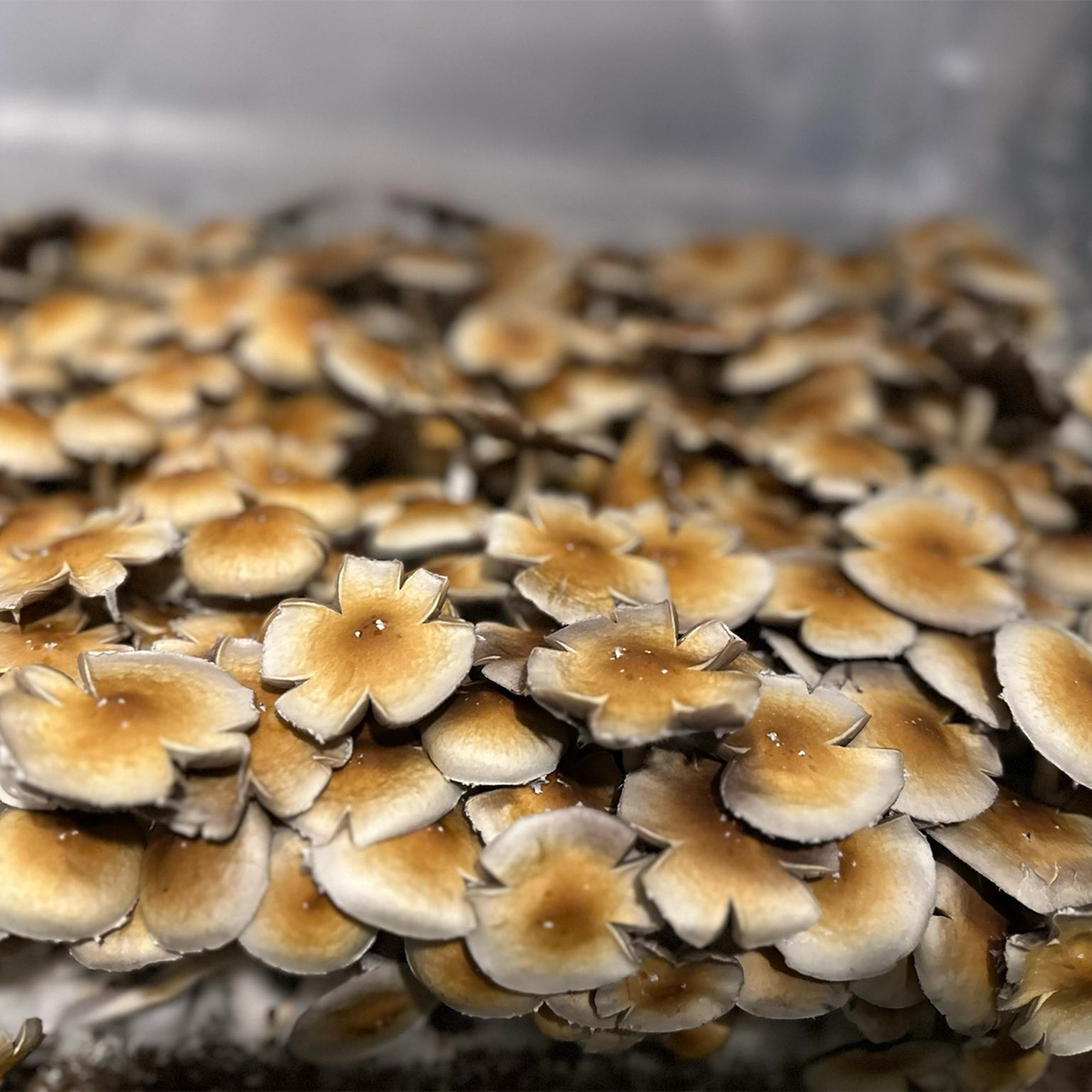 Dominican Republic Cubensis Isolated Spore Syringe - Image 6