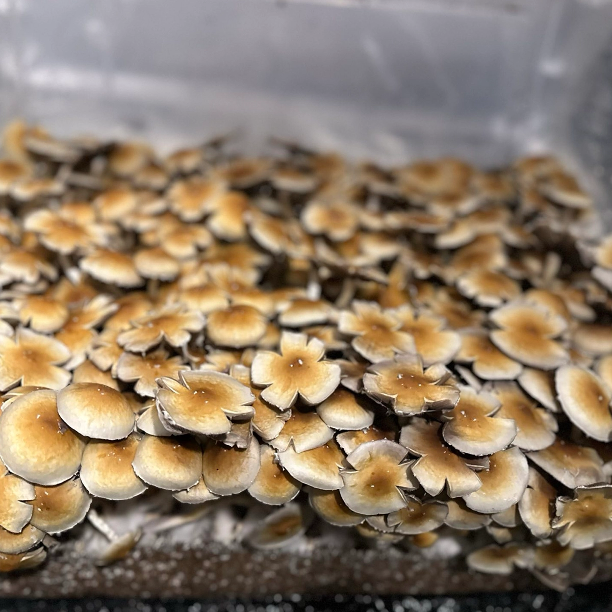 Dominican Republic Cubensis Isolated Spore Syringe - Image 10