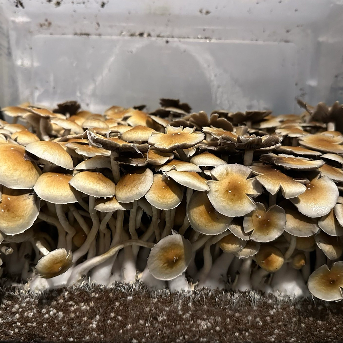 Dominican Republic Cubensis Isolated Spore Syringe - Image 11