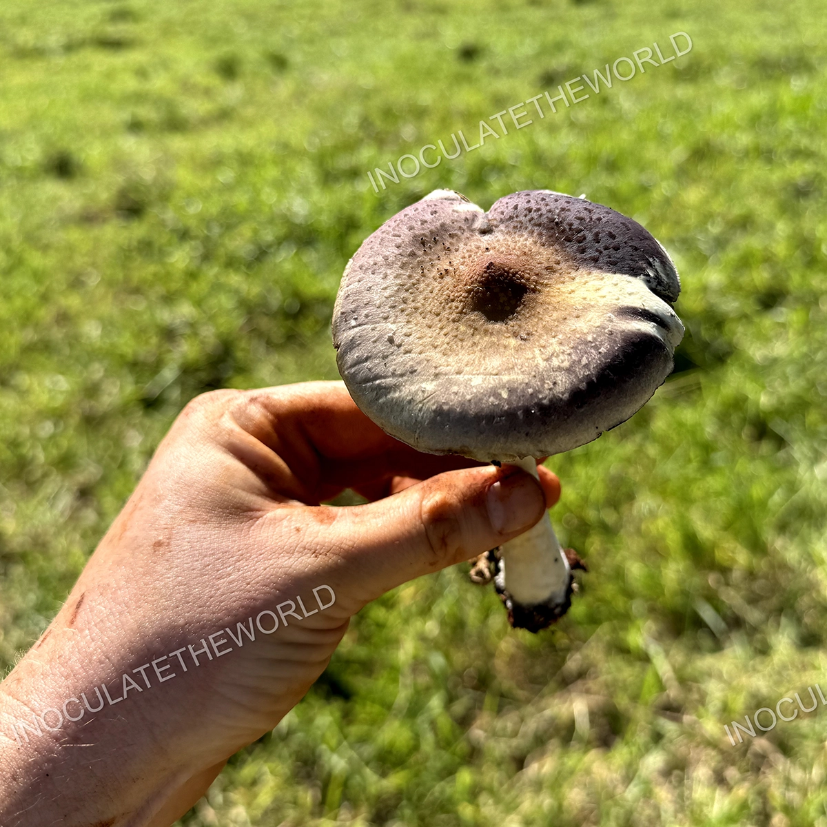 wild psilocybe cubensis in hand with green grass