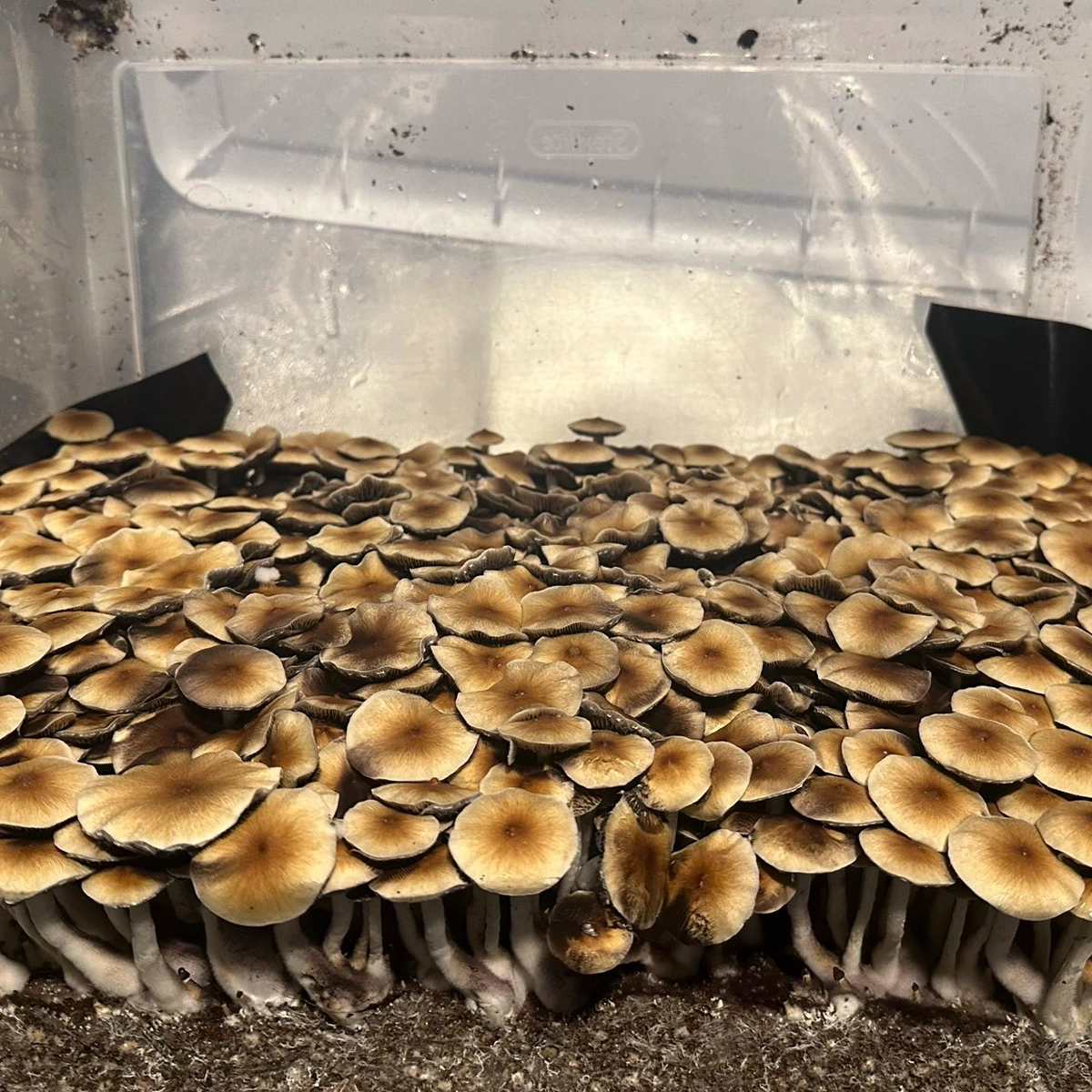 pf classic mushroom spores in a tub