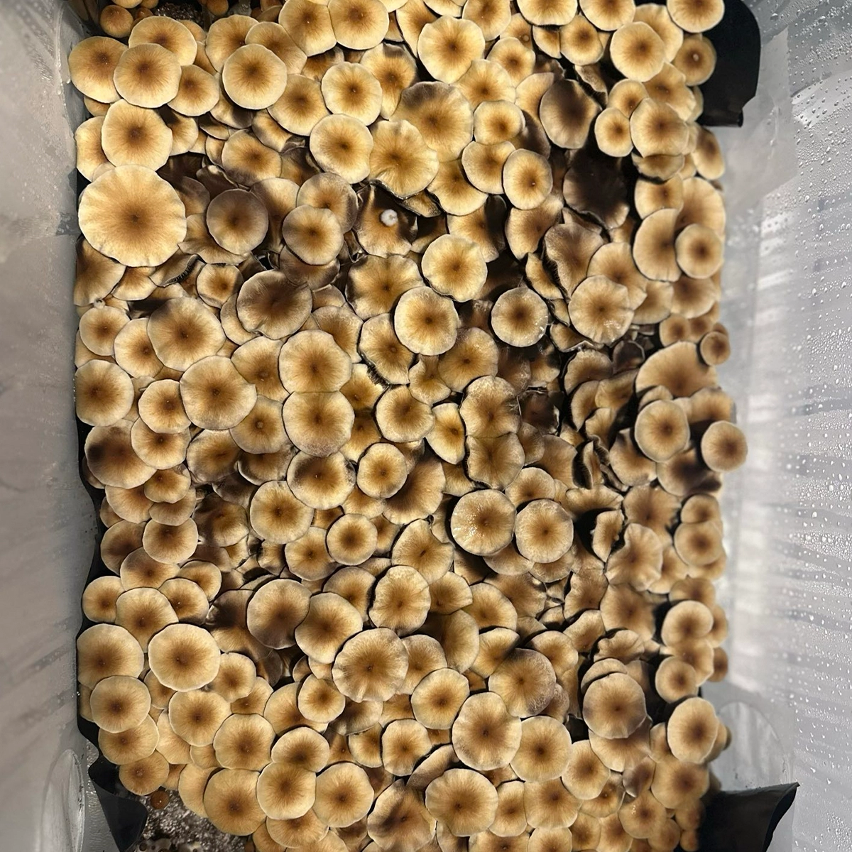 pf classic mushroom spores in a tub