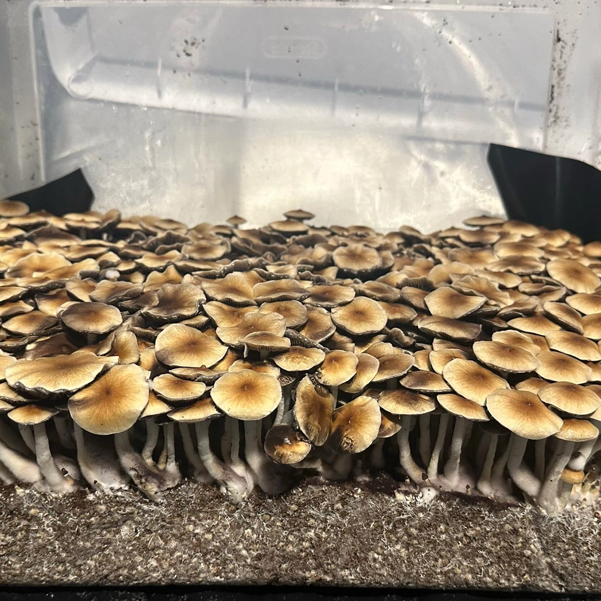 pf classic mushroom spores in a tub