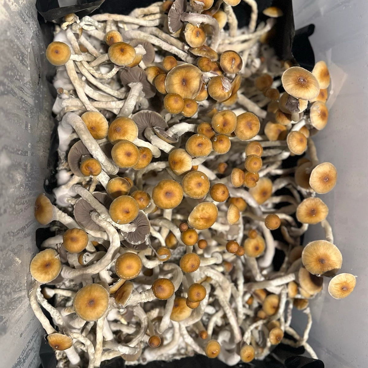 syzygy cubensis mushroom spores in a tub
