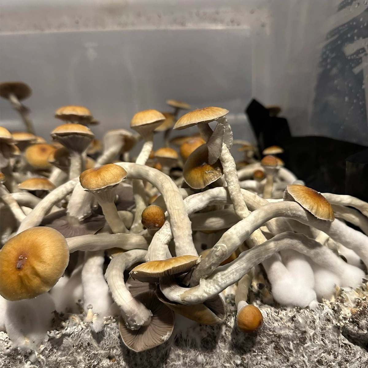 syzygy cubensis mushroom spores in a tub
