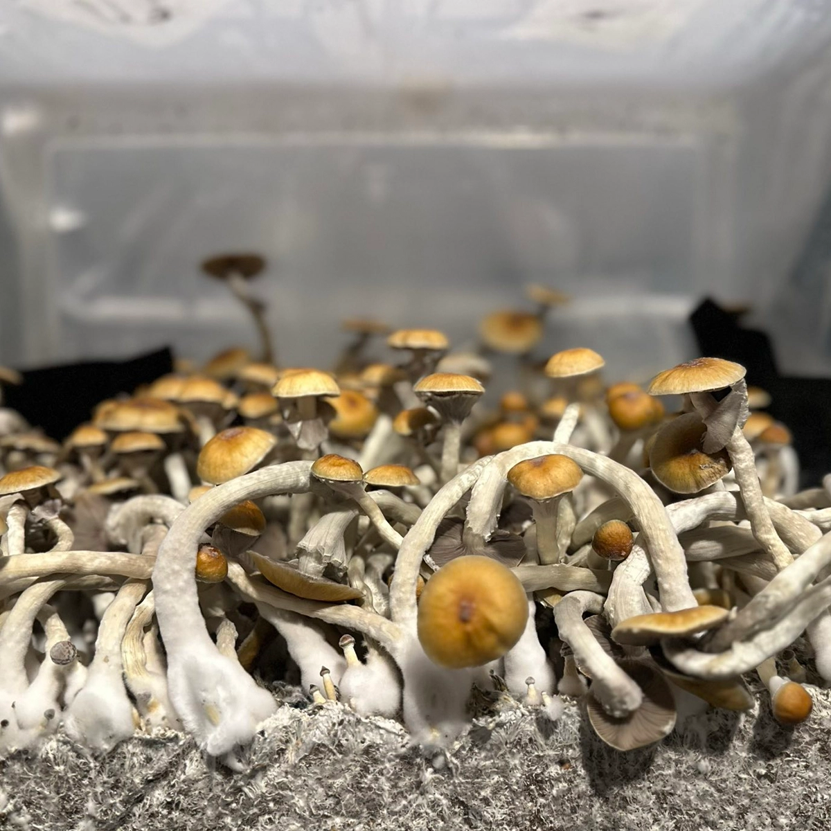 syzygy cubensis mushroom spores in a tub