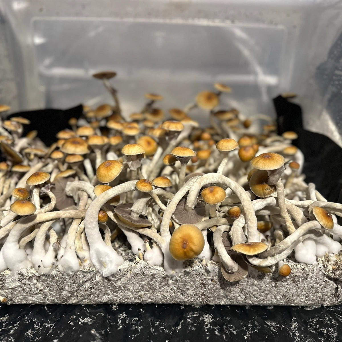 syzygy cubensis mushroom spores in a tub