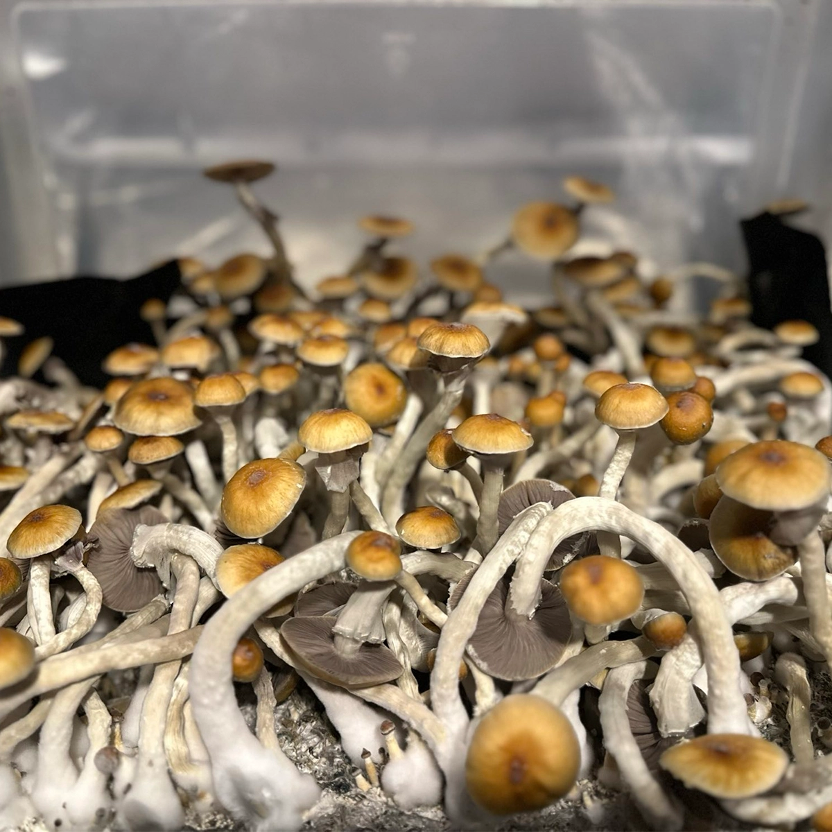 syzygy cubensis mushroom spores in a tub