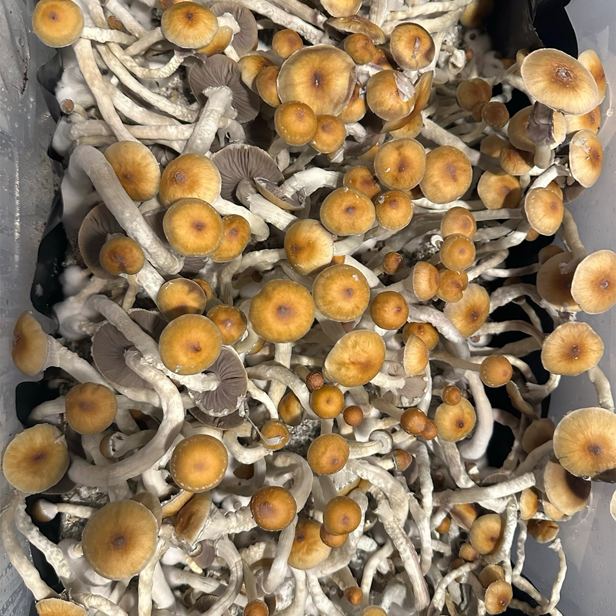 syzygy cubensis mushroom spores in a tub