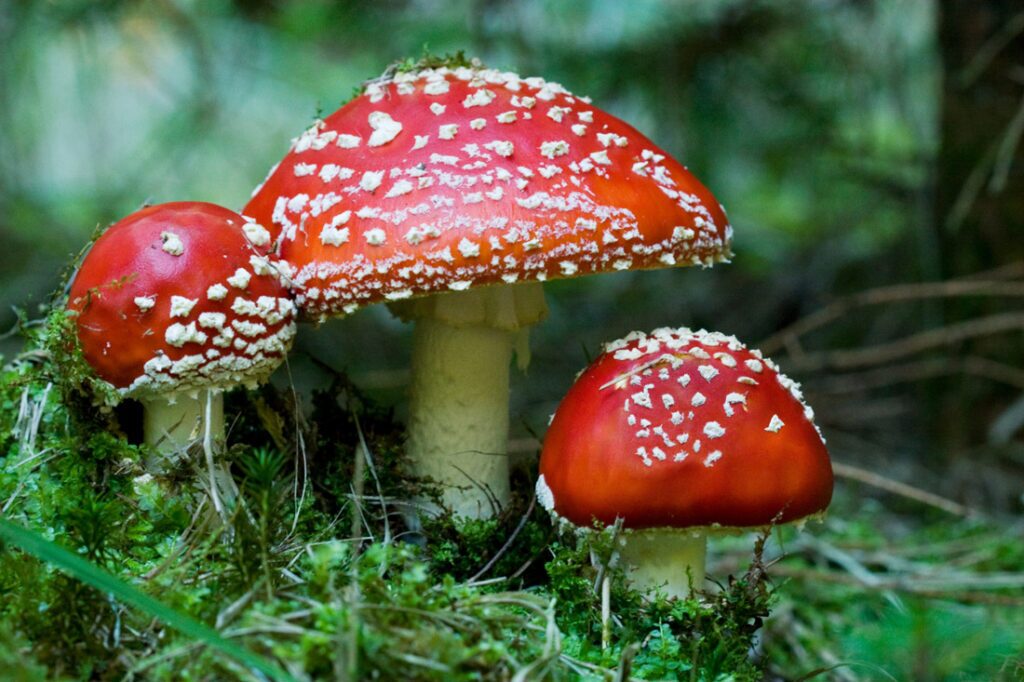 Amanita muscaria Christmas mushroom in the wild