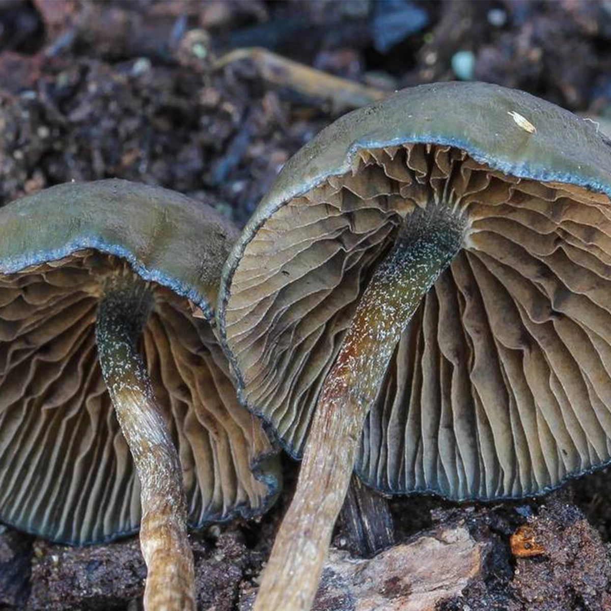 Psilocybe baeocystis Spore Print - Image 9