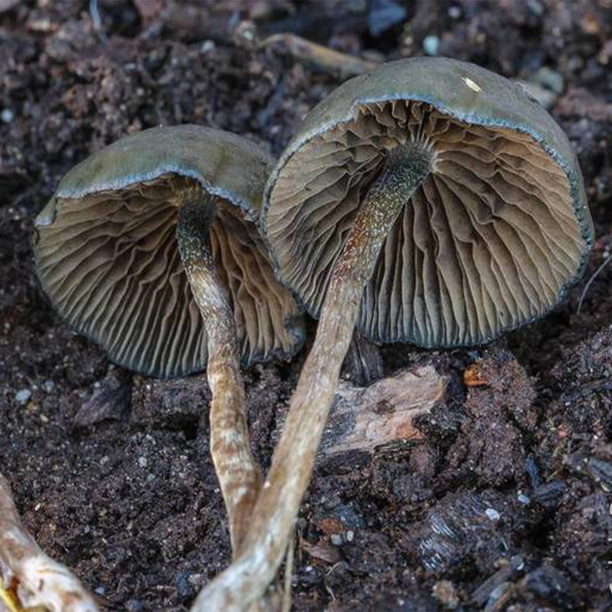 flush of psilocybe baeocystis mushrooms in grass