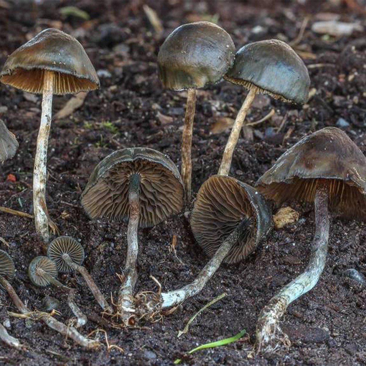 flush of psilocybe baeocystis mushrooms in grass