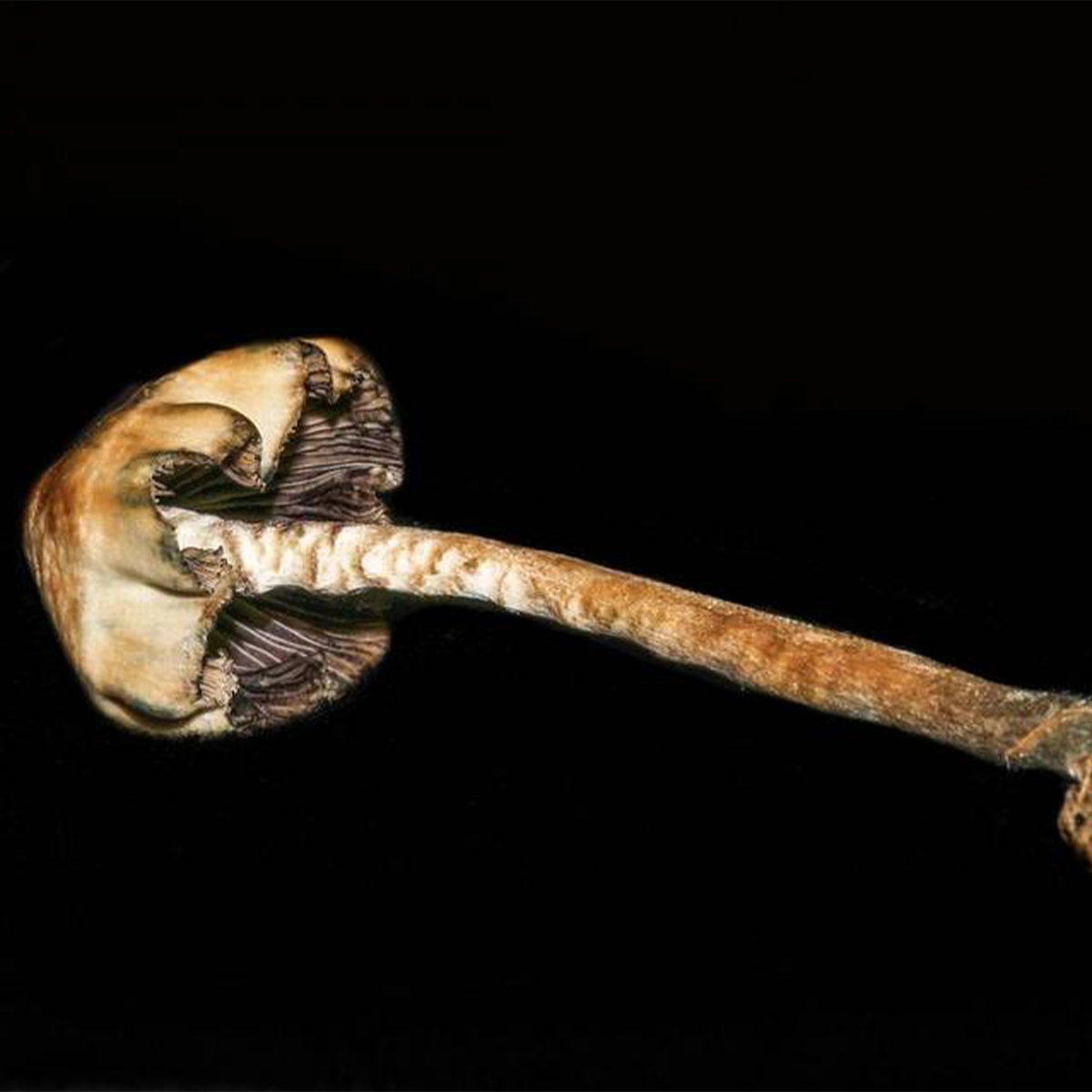 single psilocybe baeocystis on black backround