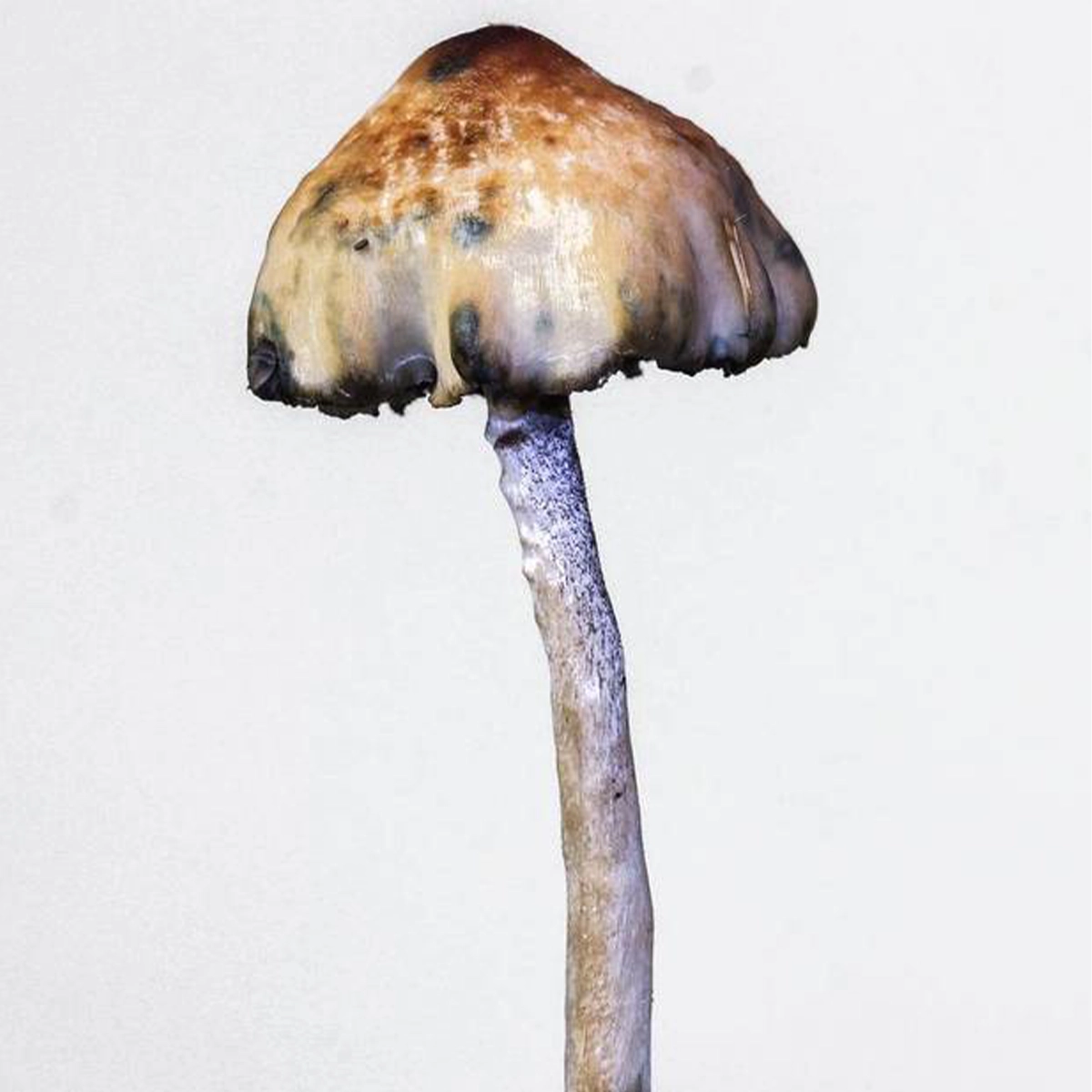 single psilocybe baeocystis on white backround