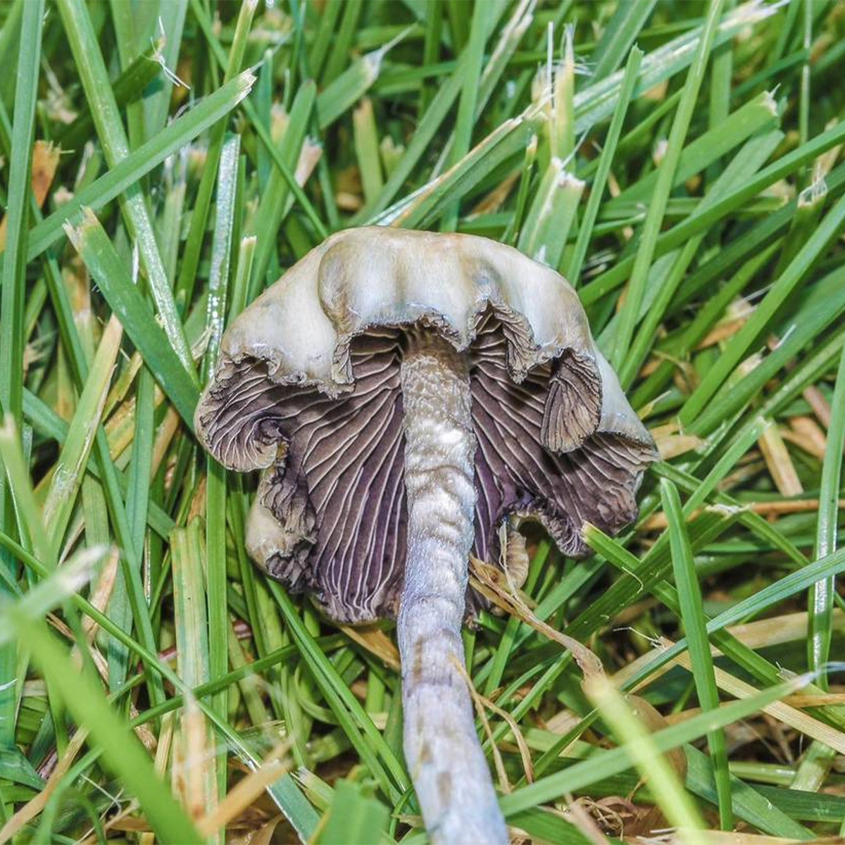 single psilocybe baeocystis on grass