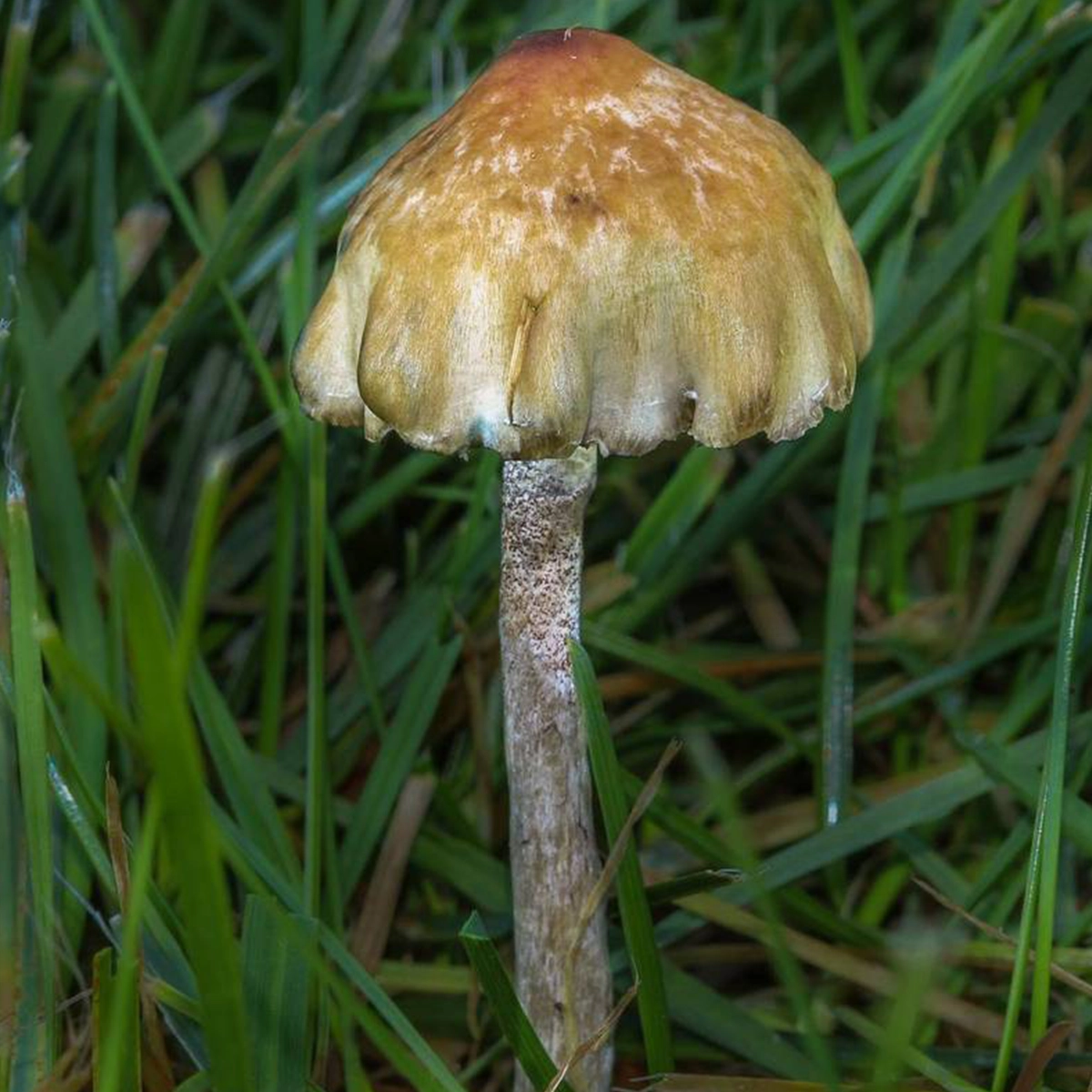 single psilocybe baeocystis on grass
